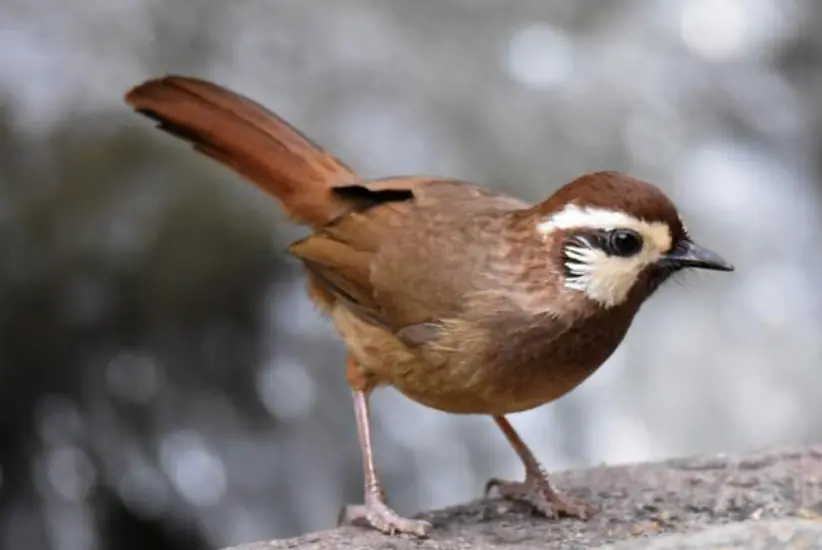 白颊噪鹛（Garrulax sannio）