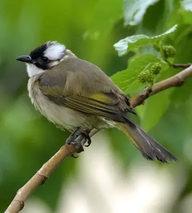 白头鹎（Pycnonotus sinensis）