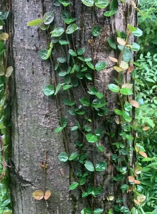 络石（Trachelospermum jasminoides）