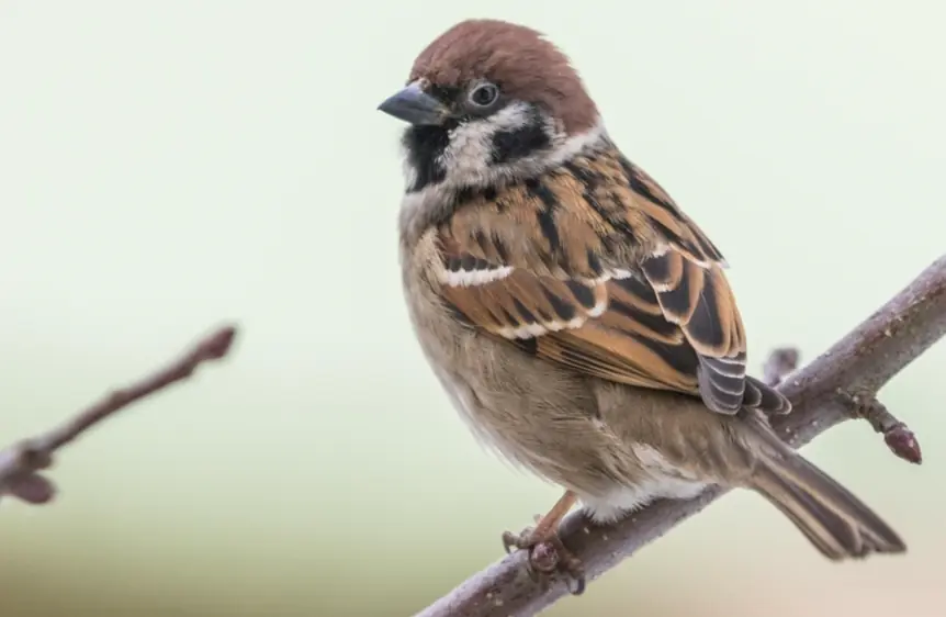 麻雀（Passer montanus）
