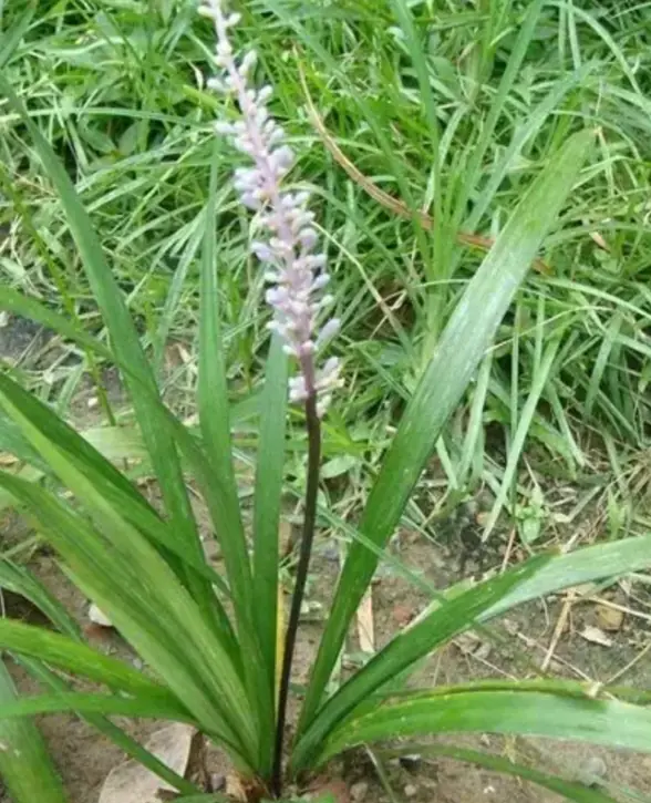 麦冬（Ophiopogon japonicus）