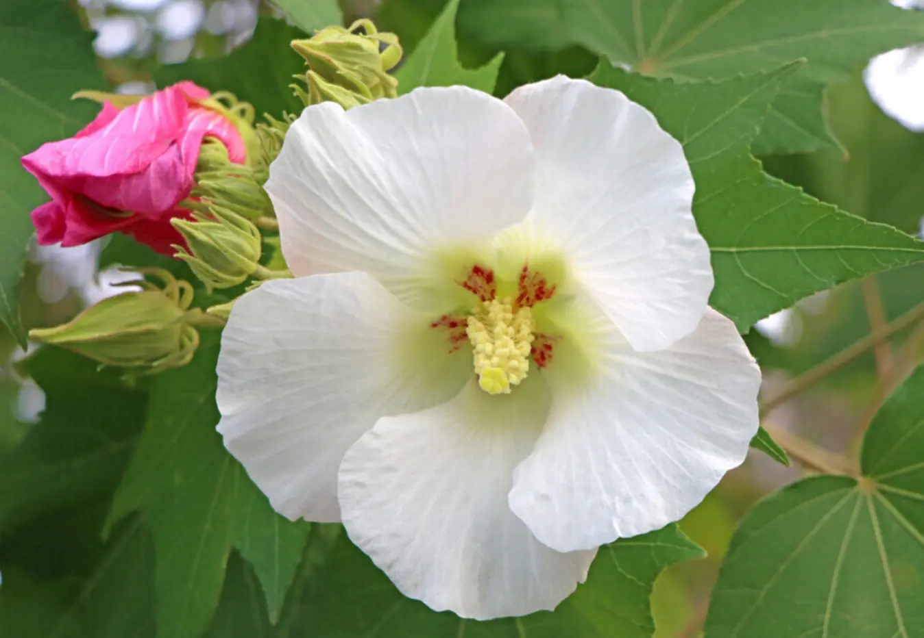 木芙蓉(Hibiscus mutabilis)摄于本园 · 第 2 张