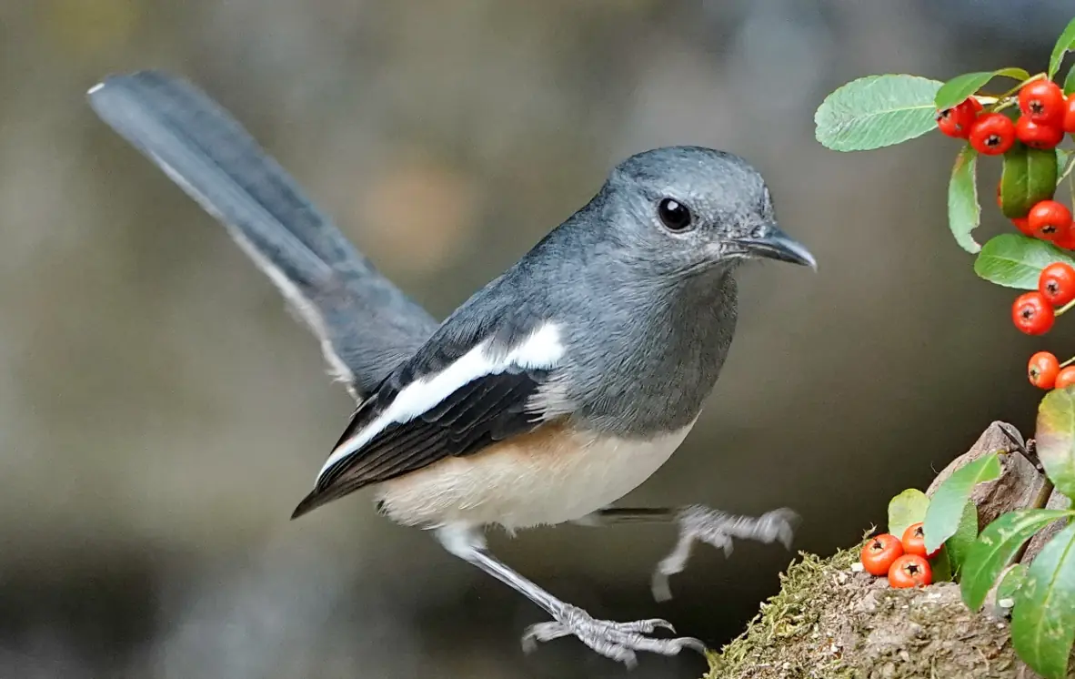 鹊鸲(Copsychus saularis)摄于本园 · 第 2 张