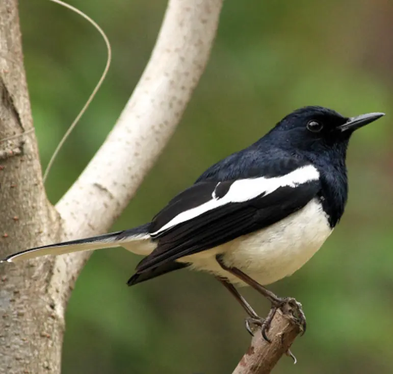 鹊鸲（Copsychus saularis）