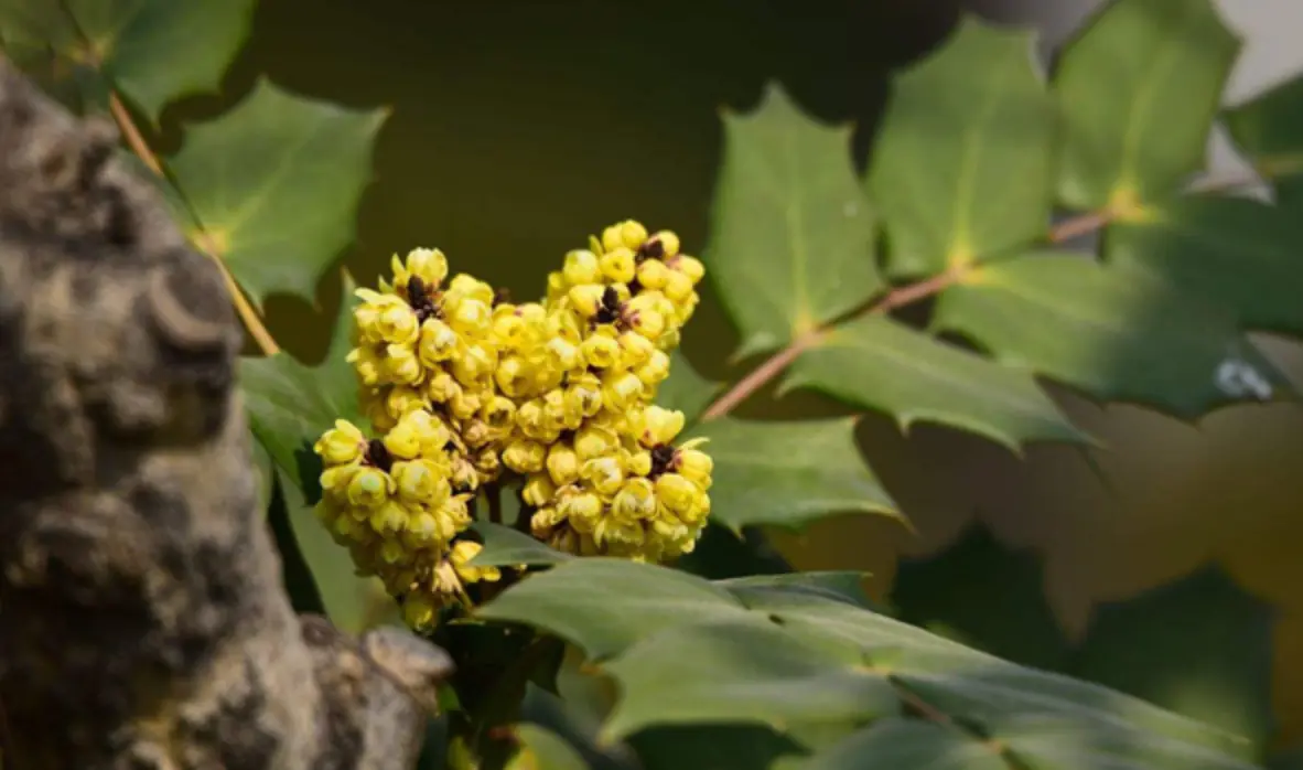 十大功劳(Mahonia fortunei)摄于本园 · 第 2 张