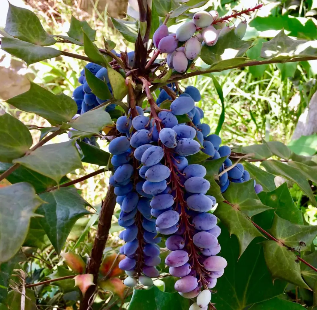 十大功劳(Mahonia fortunei)摄于本园 · 第 3 张