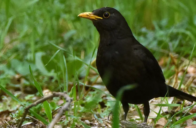 乌鸫（Turdus mandarinus）
