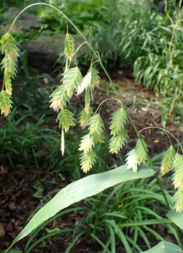 小盼草（Chasmanthium latifolium）