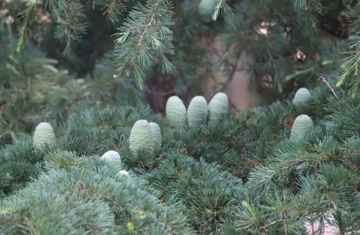 雪松（Cedrus deodara）